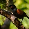 Lalocnik sedlaty - Philesturnus rufusater - North Island Saddleback - tieke 6090